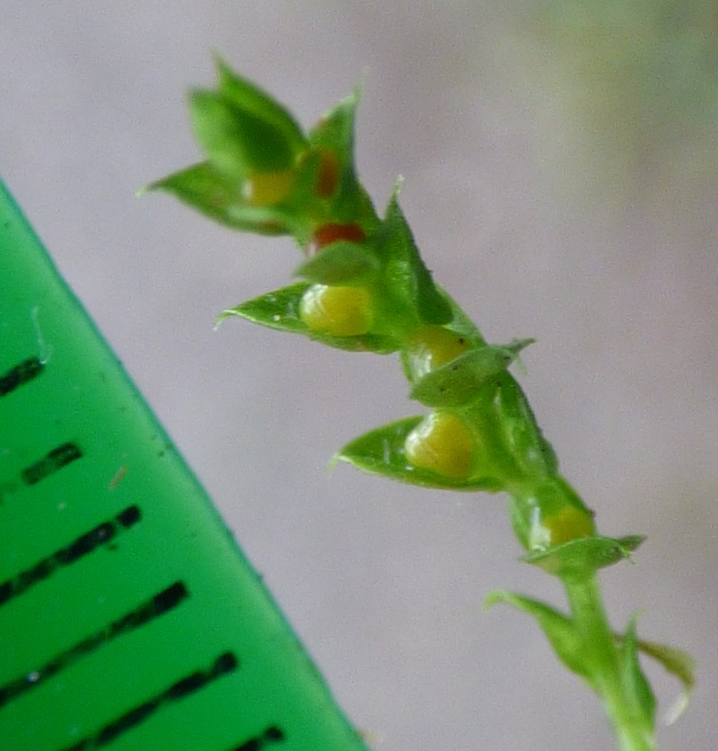 Selaginella denticulata photo 5
