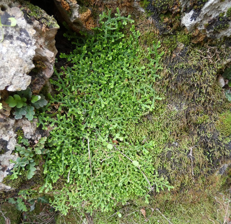 Selaginella denticulata photo 6
