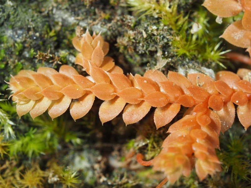Selaginella denticulata photo 7