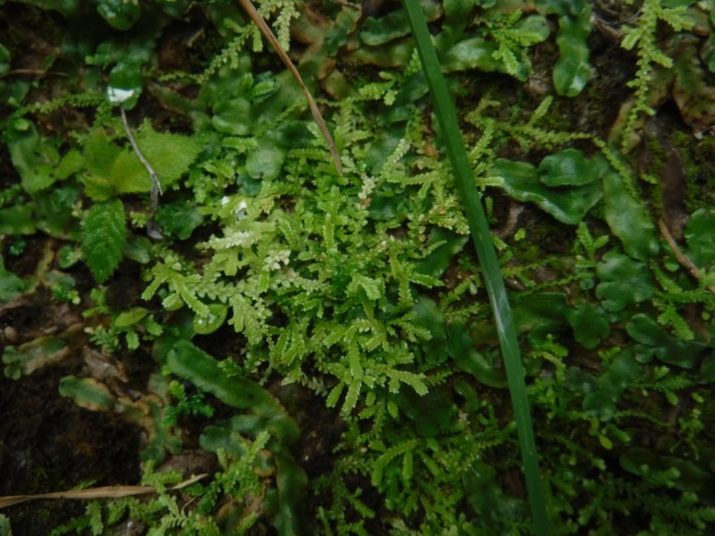 Selaginella denudata photo 2