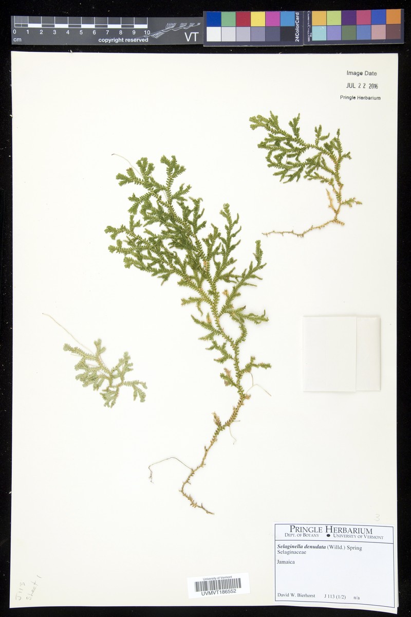 Selaginella denudata photo 3