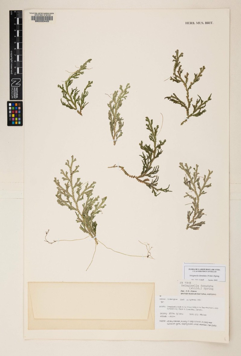 Selaginella denudata photo 4