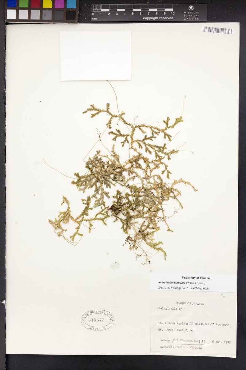 Selaginella denudata photo 5