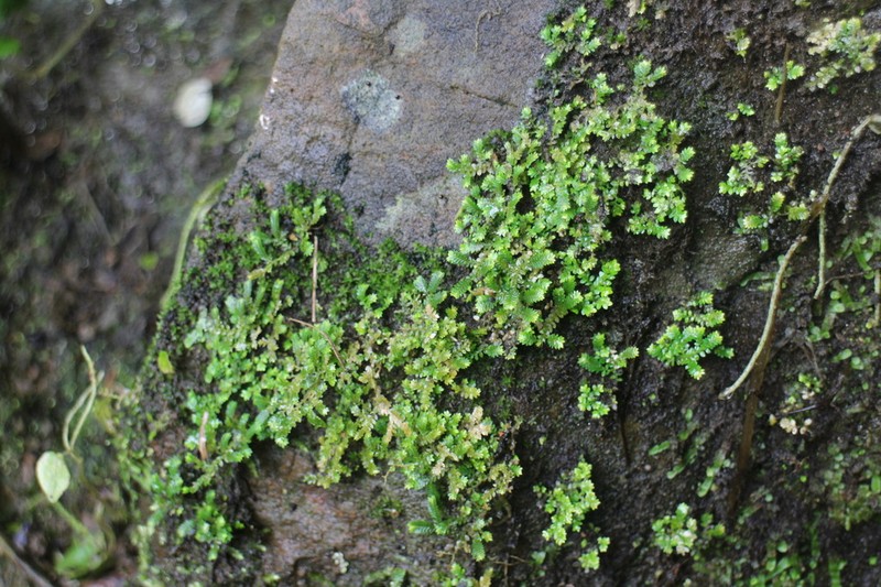 Selaginella devolii