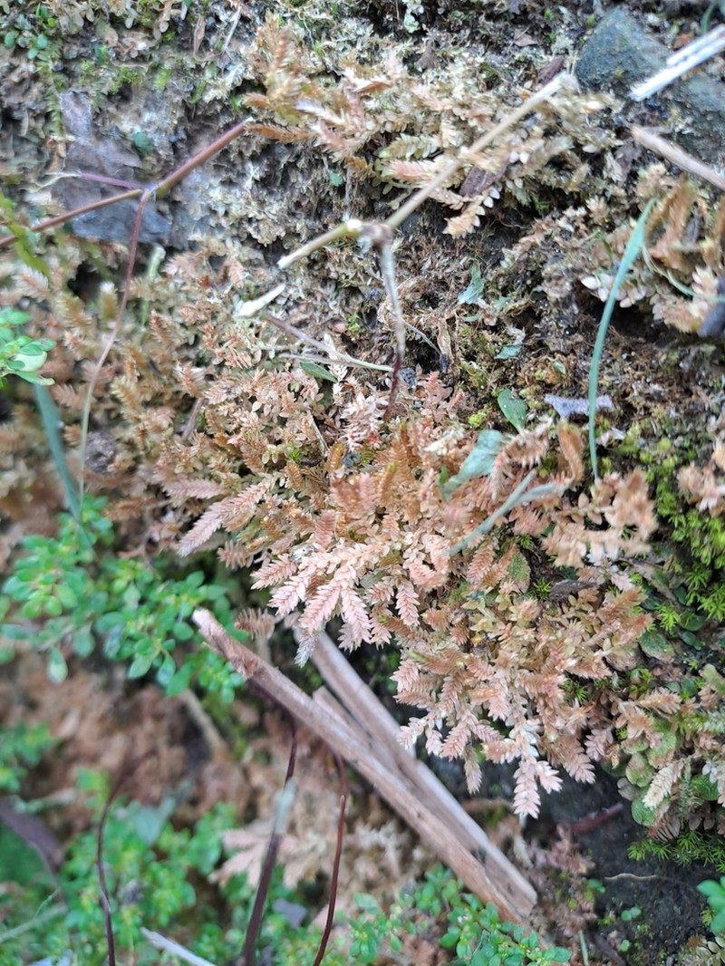 Selaginella devolii photo 2
