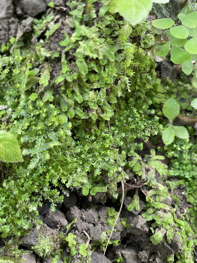 Selaginella devolii photo 3