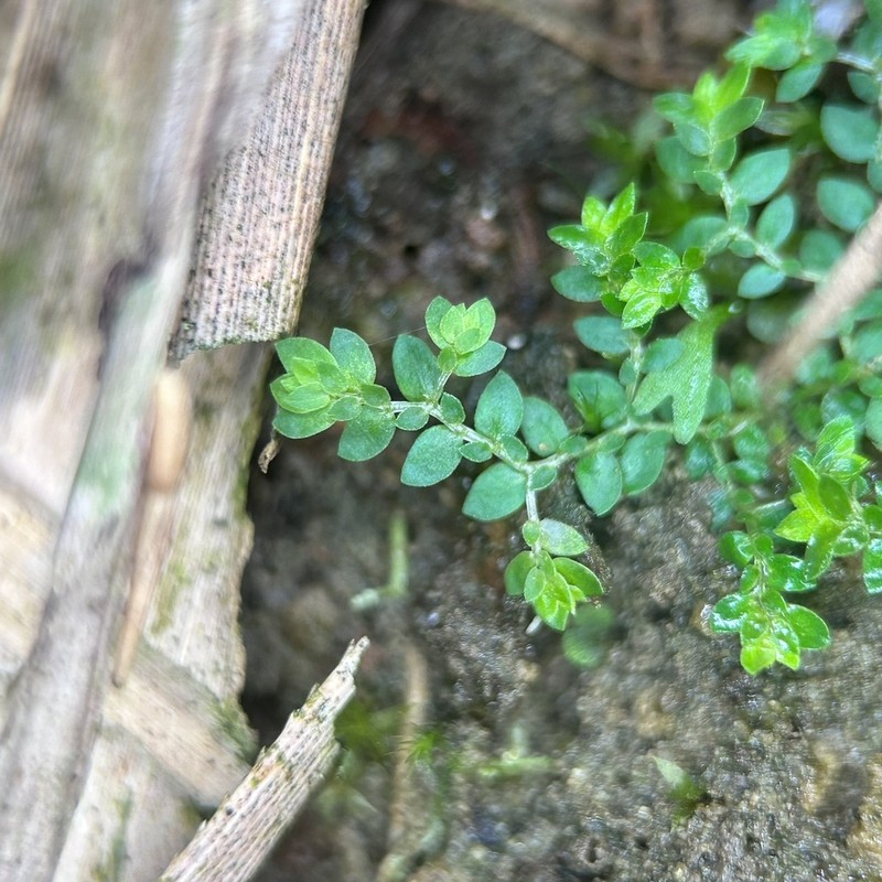 Selaginella devolii photo 4