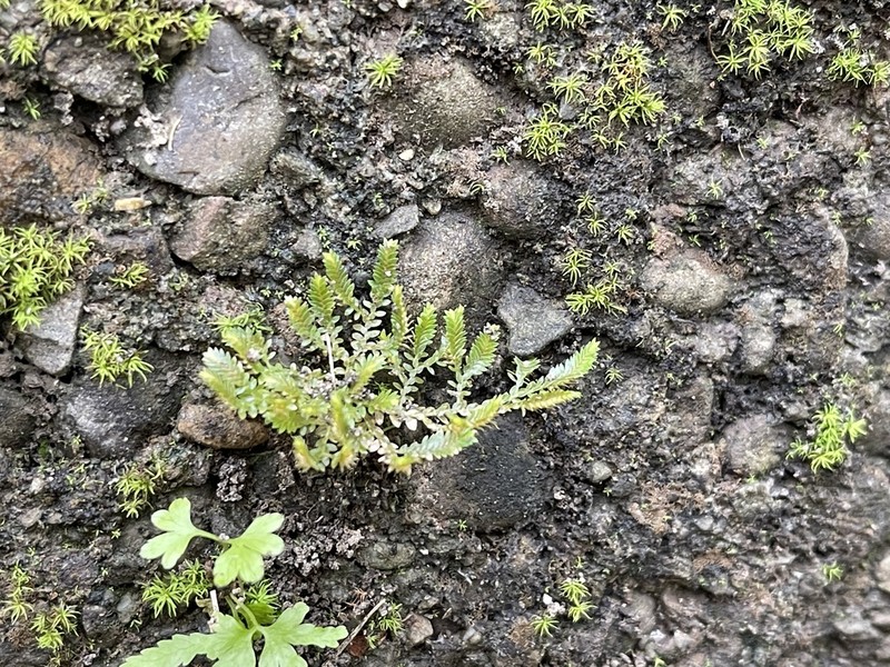 Selaginella devolii photo 5