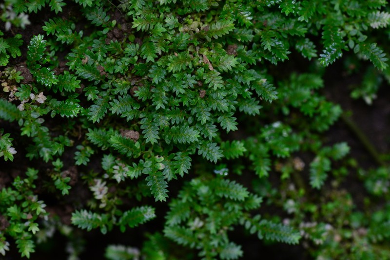 Selaginella devolii photo 6