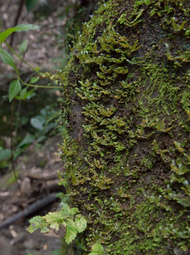Selaginella devolii photo 7