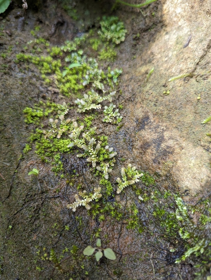 Selaginella devolii photo 8