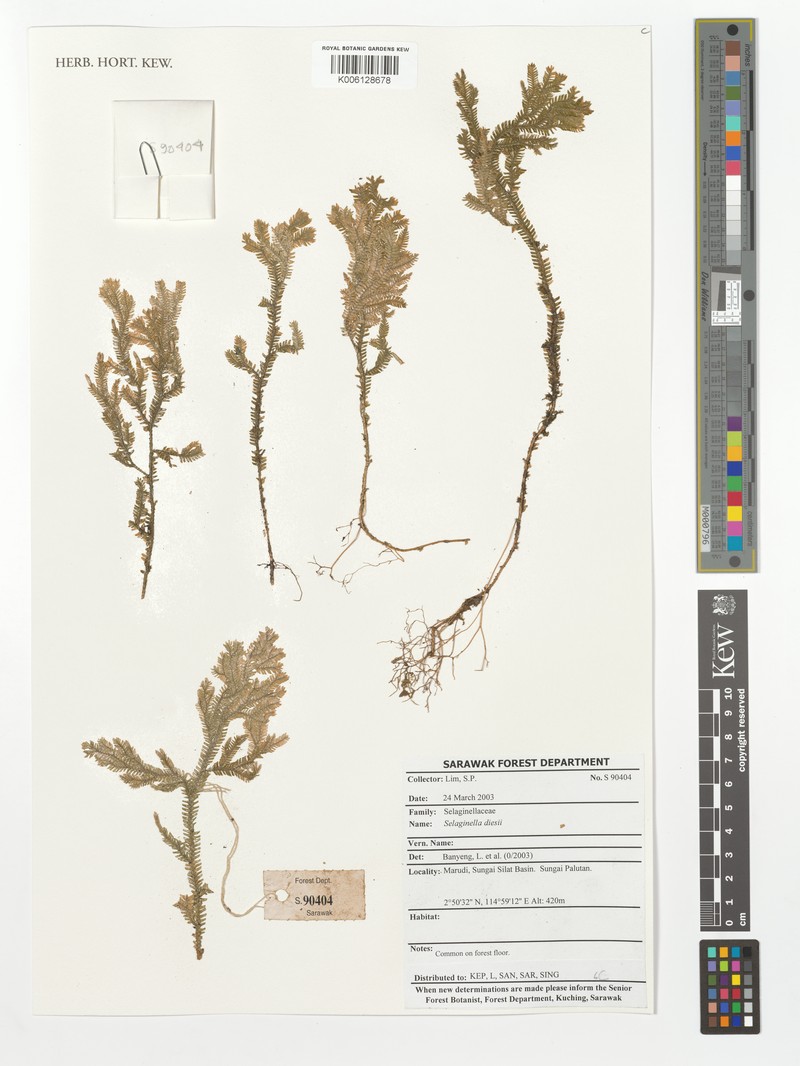 Selaginella dielsii