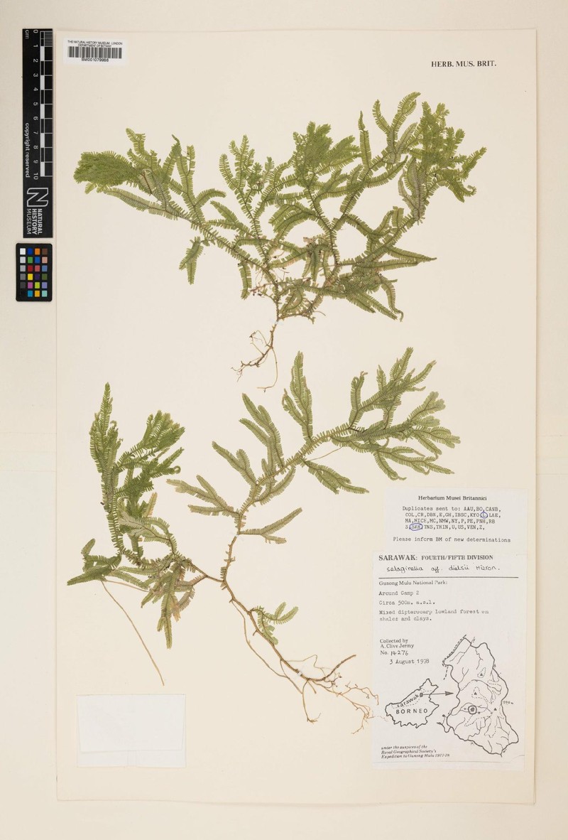 Selaginella dielsii photo 2