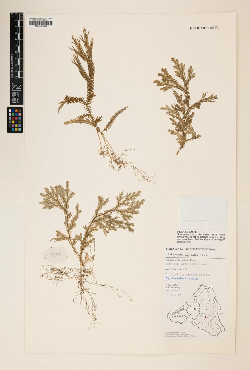 Selaginella dielsii photo 3
