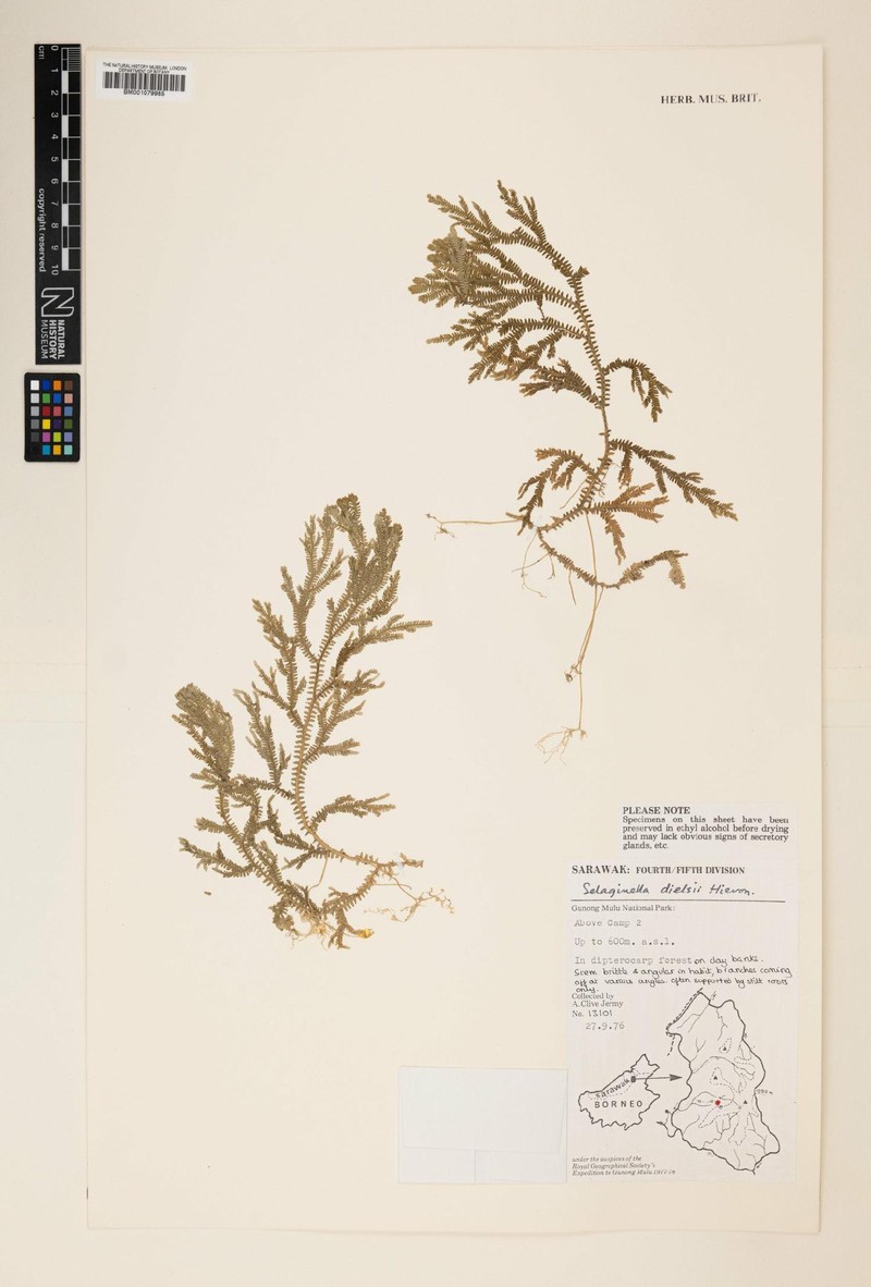 Selaginella dielsii photo 4