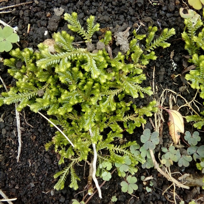 Selaginella diffusa