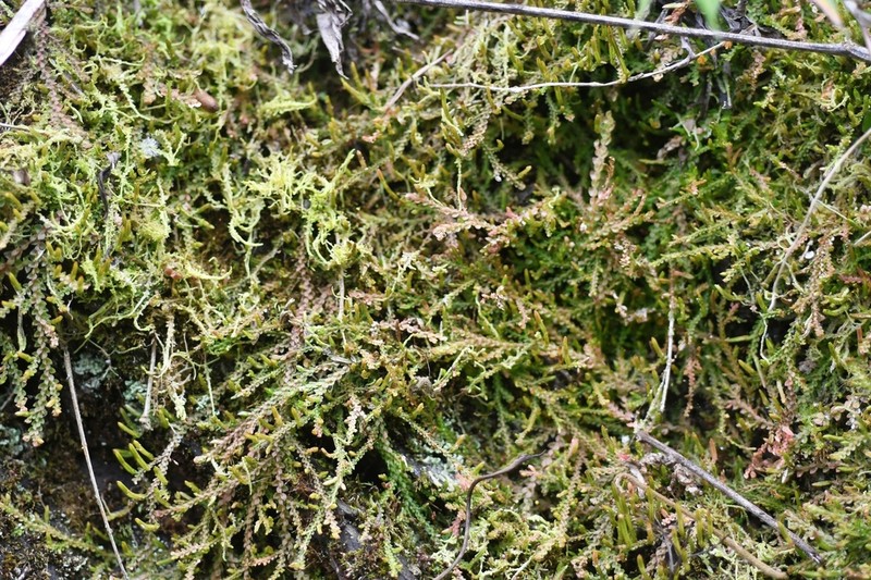 Selaginella diffusa photo 2