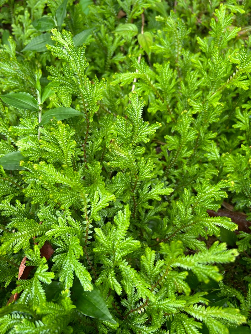 Selaginella diffusa photo 3