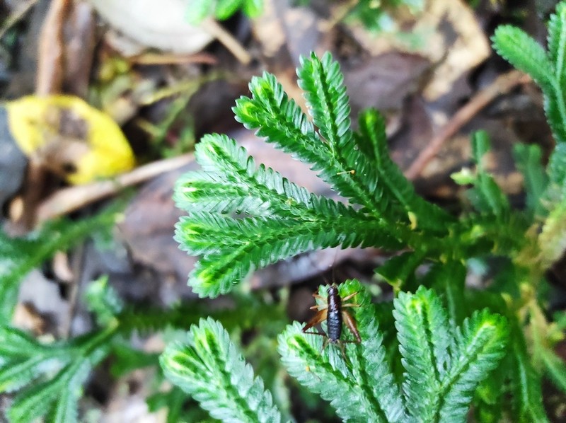 Selaginella diffusa photo 4