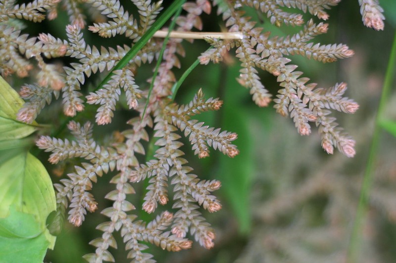 Selaginella diffusa photo 5