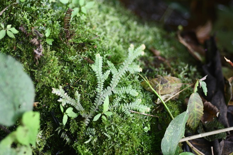 Selaginella diffusa photo 6