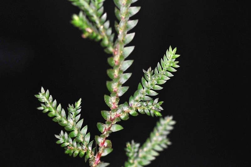 Selaginella diffusa photo 7