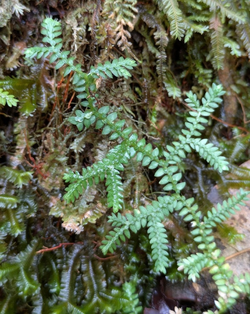 Selaginella diffusa photo 8