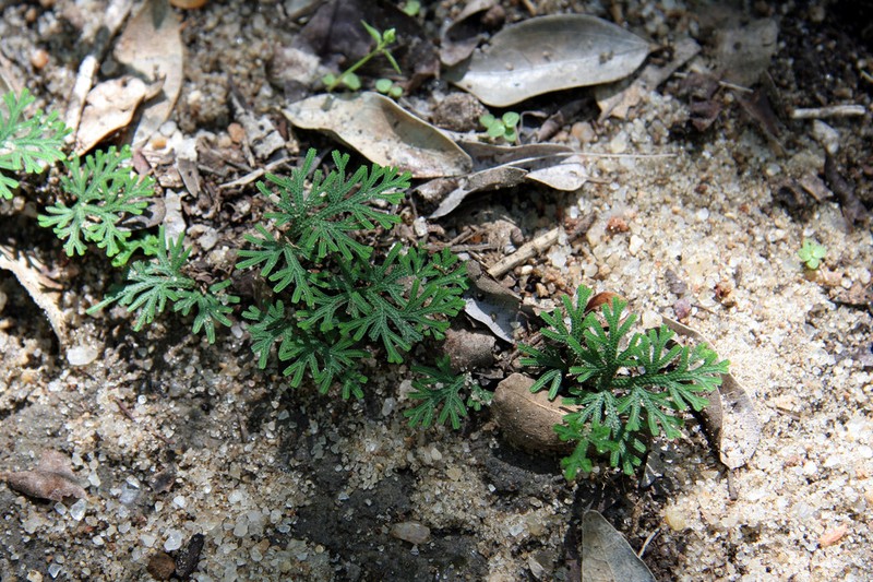 Selaginella digitata photo 2