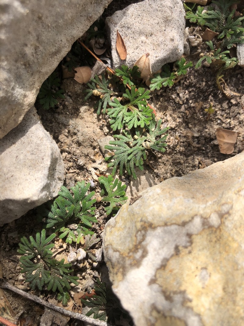 Selaginella digitata photo 3