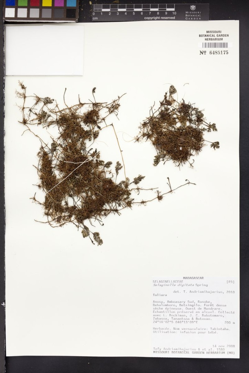 Selaginella digitata photo 4