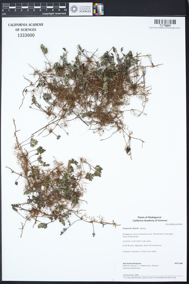 Selaginella digitata photo 5