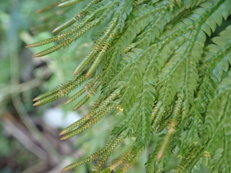 Selaginella distachya