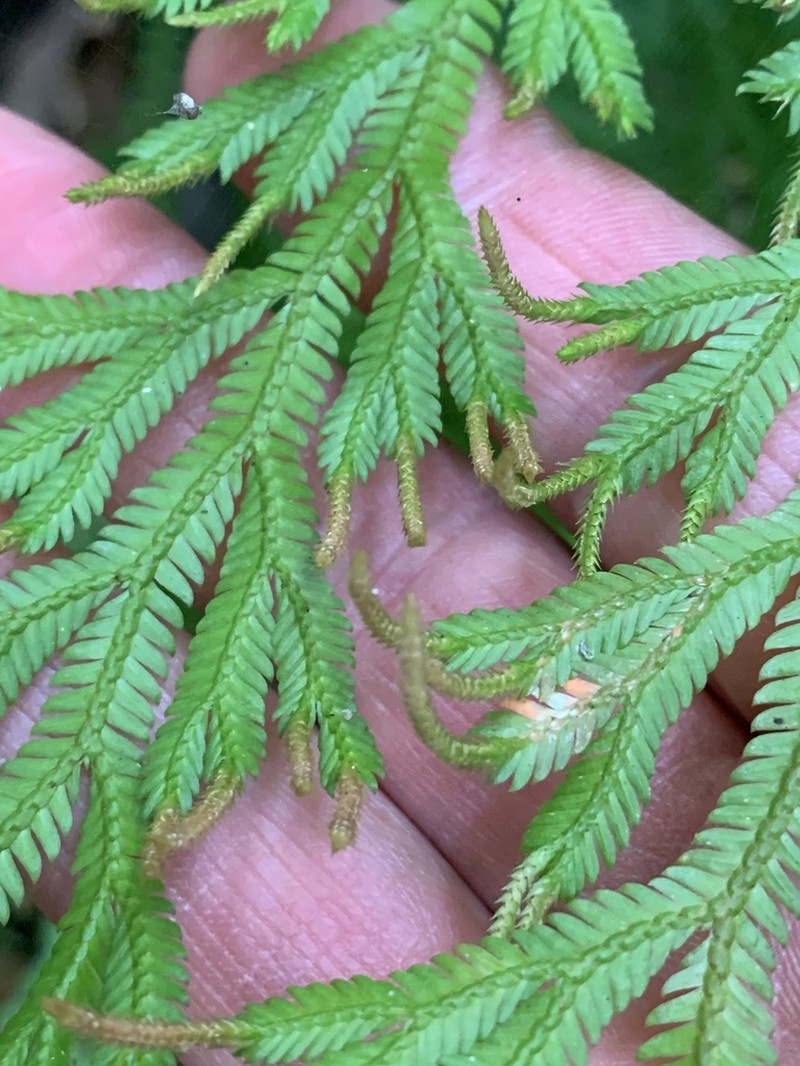 Selaginella distachya photo 2