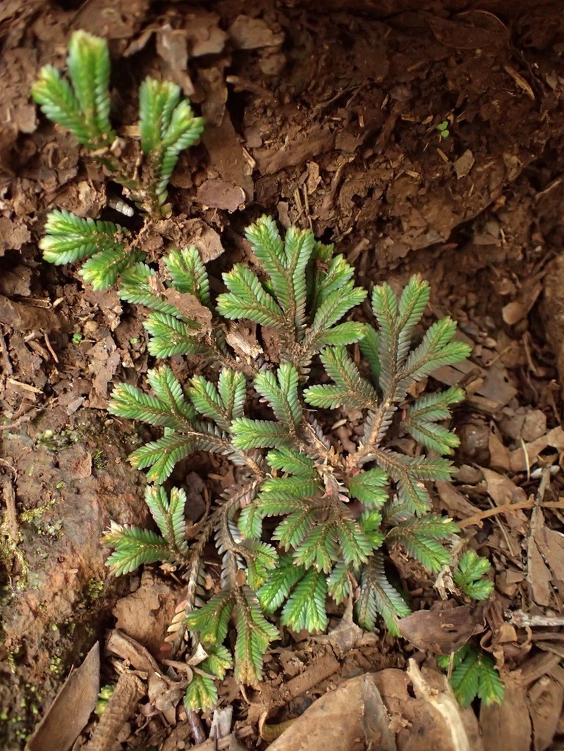 Selaginella distachya photo 3