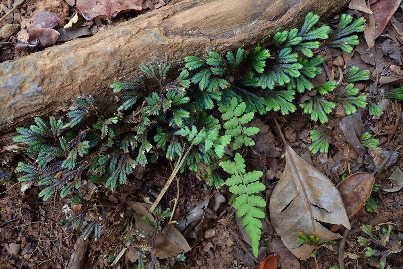 Selaginella distachya photo 4