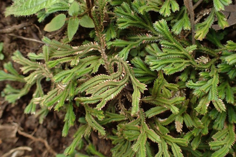 Selaginella distachya photo 5