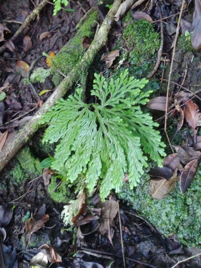Selaginella distachya photo 6