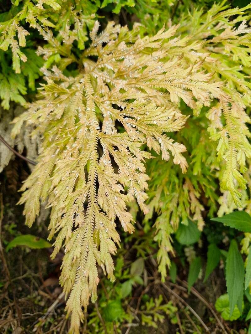 Selaginella distachya photo 7