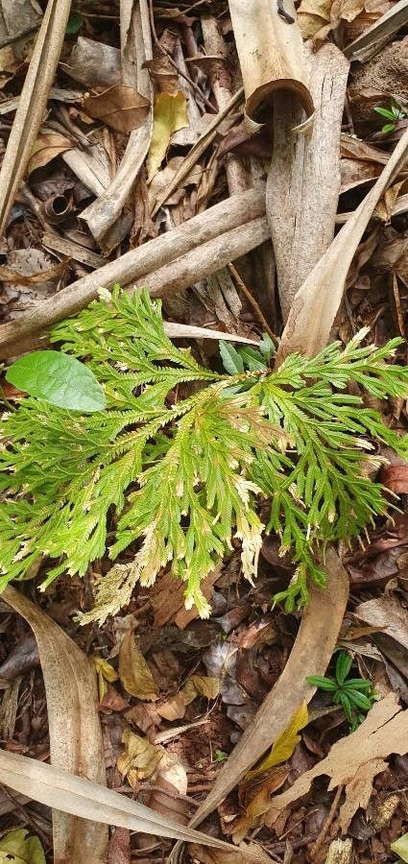 Selaginella distachya photo 8