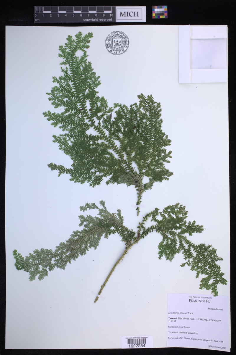 Selaginella distans photo 2