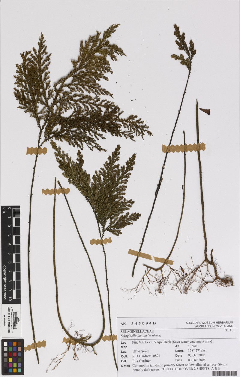 Selaginella distans