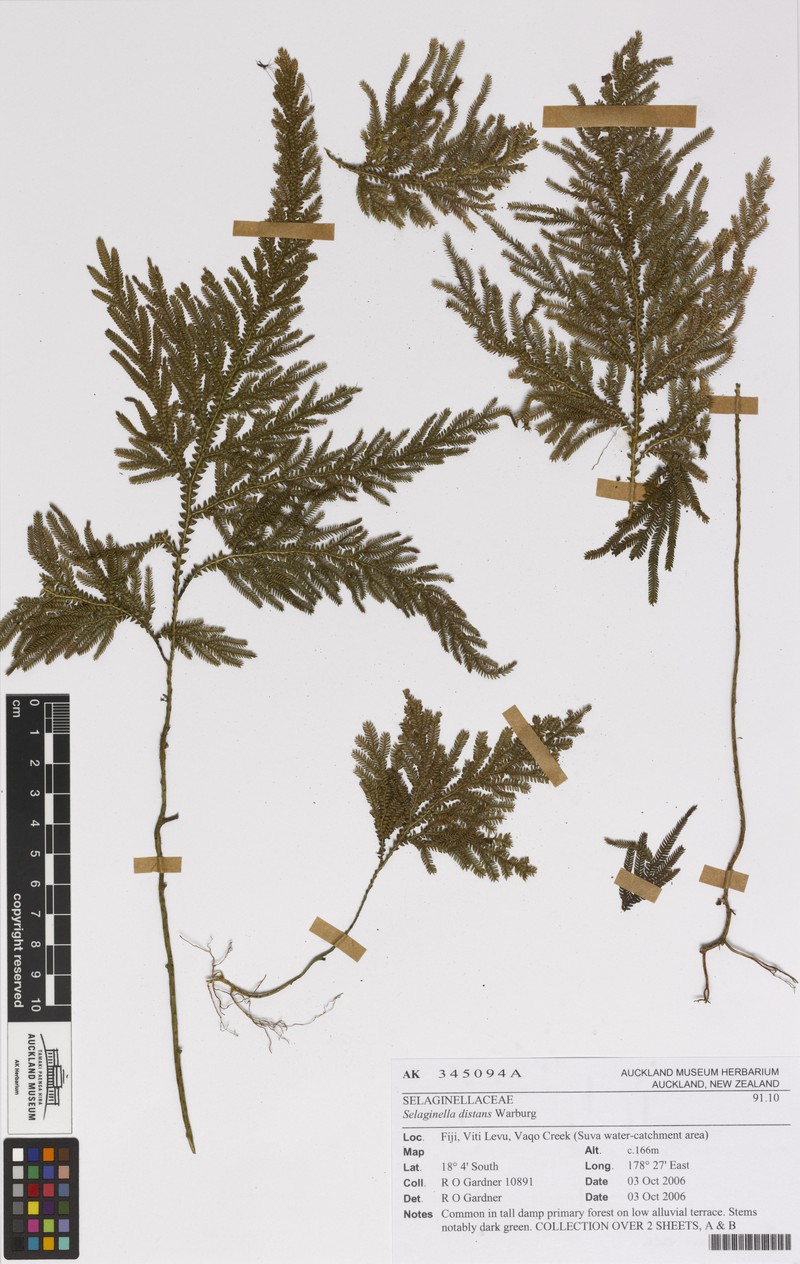 Selaginella distans photo 3