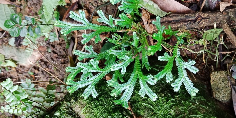 Selaginella doederleinii