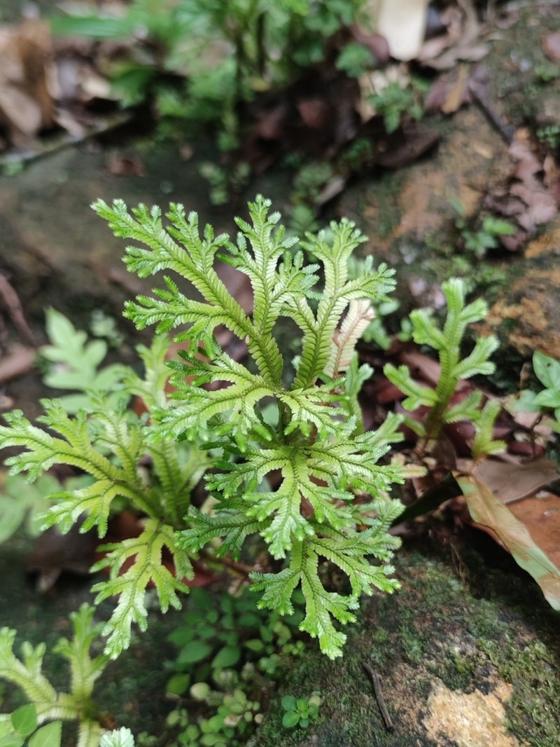 Selaginella doederleinii photo 2