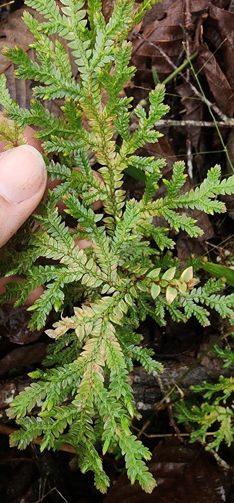 Selaginella doederleinii photo 3