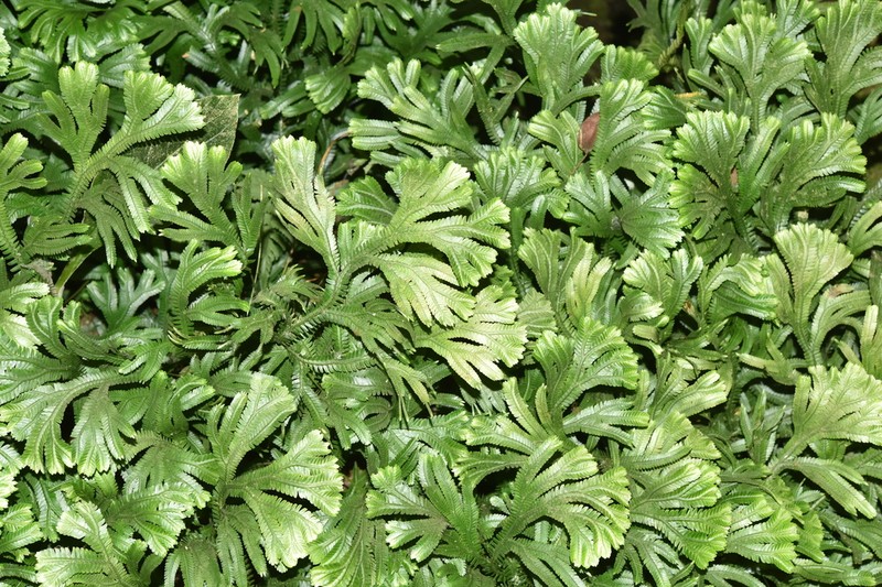 Selaginella doederleinii photo 4
