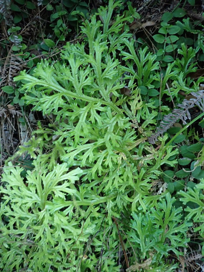 Selaginella doederleinii photo 5