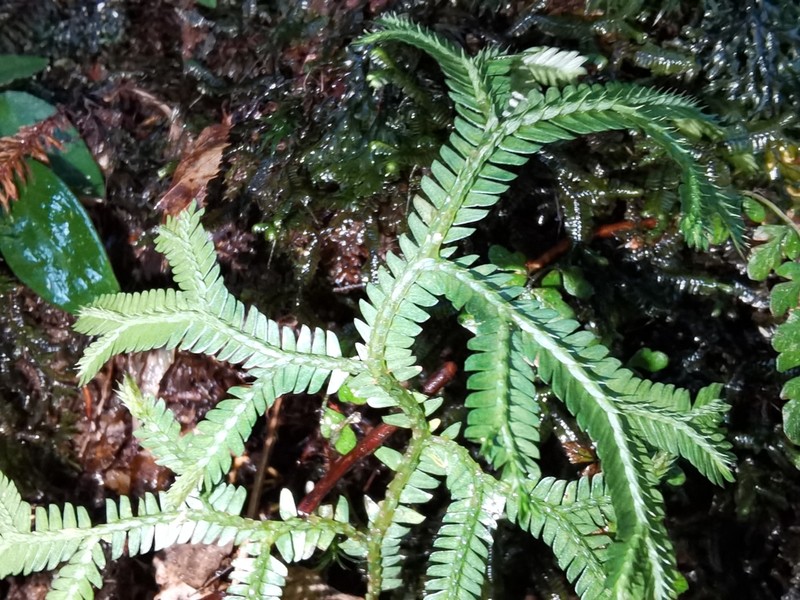 Selaginella doederleinii photo 6