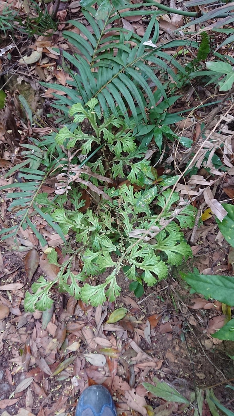 Selaginella doederleinii photo 7