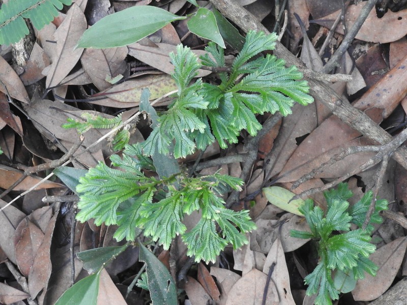 Selaginella doederleinii photo 8